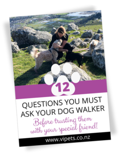 12 questions you must ask your dog walker before trusting them with your dog