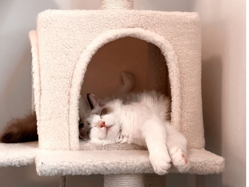 Image of a cat staying at home as an alternative to being sent to the best boarding cattery in Christchurch