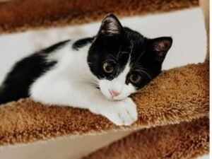 Image of a cat staying being sent to the best boarding cattery in Christchurch