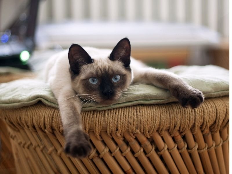 Image of a cat staying at home accommodation instead of being sent to the best boarding cattery in Christchurch