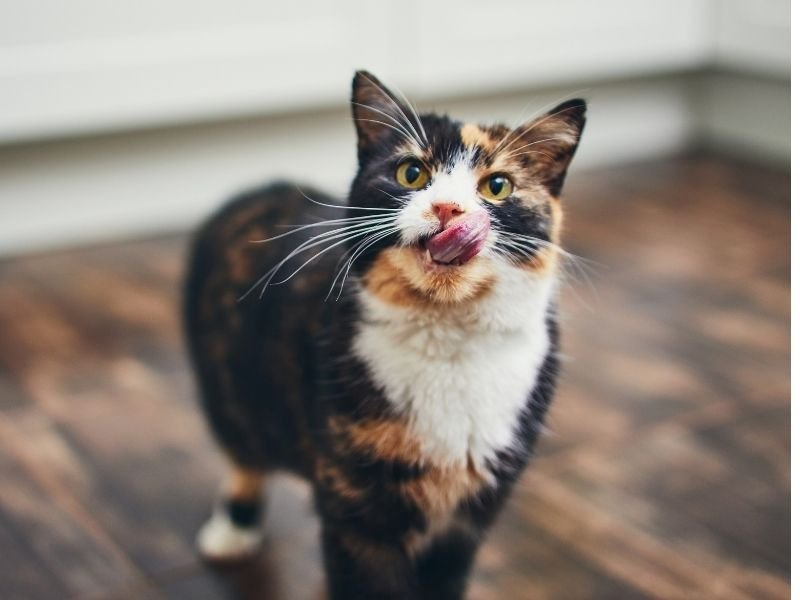 Image of a cat staying at home instead of being sent to the best boarding cattery in Christchurch