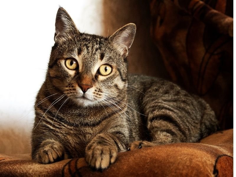 Image of a cat staying at home for Christmas instead of being sent to the best boarding cattery in Christchurch