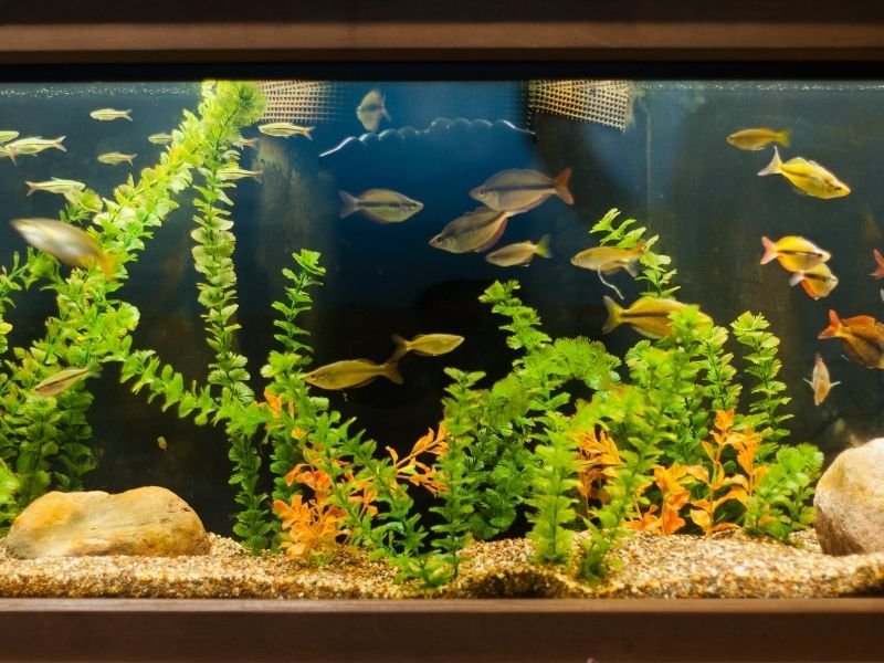 Image of fish in a tank with equipment including filter, heater and temperature during daily visit