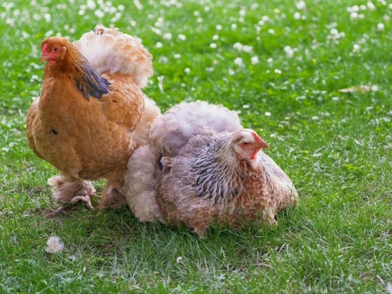 Photo of a Reliable daily chicken care in Christchurch with feeding, watering and health checks for backyard hens