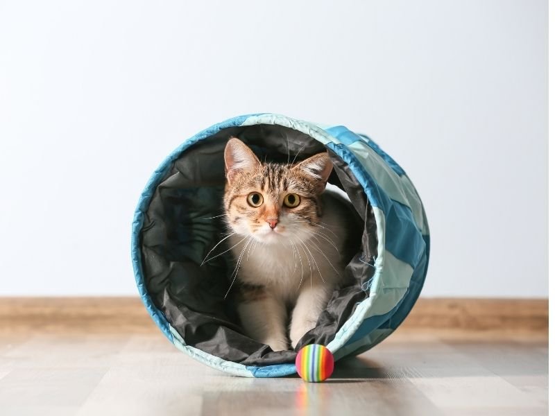Image of cat playing in a tunnel in the best cattery in Christchurch