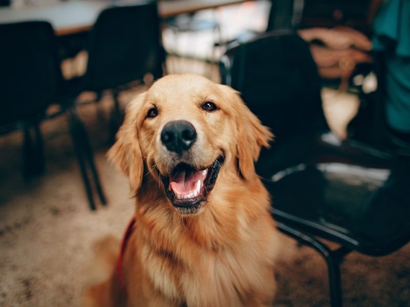 Professional Wigram Christchurch dog sitter after safely administering medication to senior golden retriever