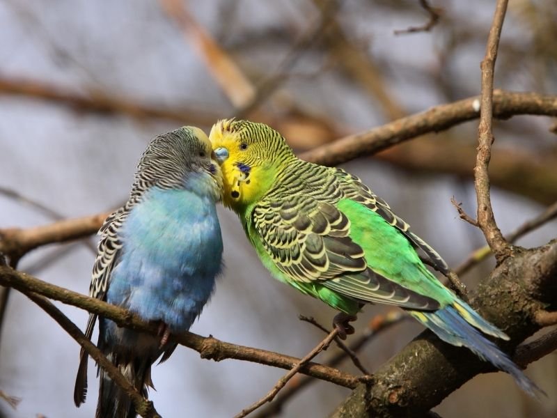 Image of two budgies receiving professional bird health monitoring during sitting visit in Christchurch with droppings check and behaviour assessment
