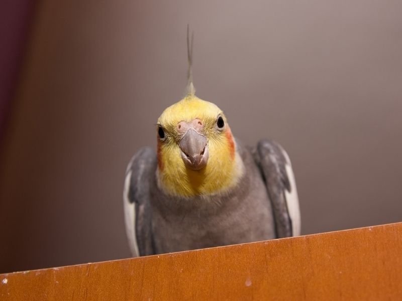 Image of a cockatiel receiving professional bird sitting services in Christchurch for all species including budgies, cockatiels, parrots and finches
