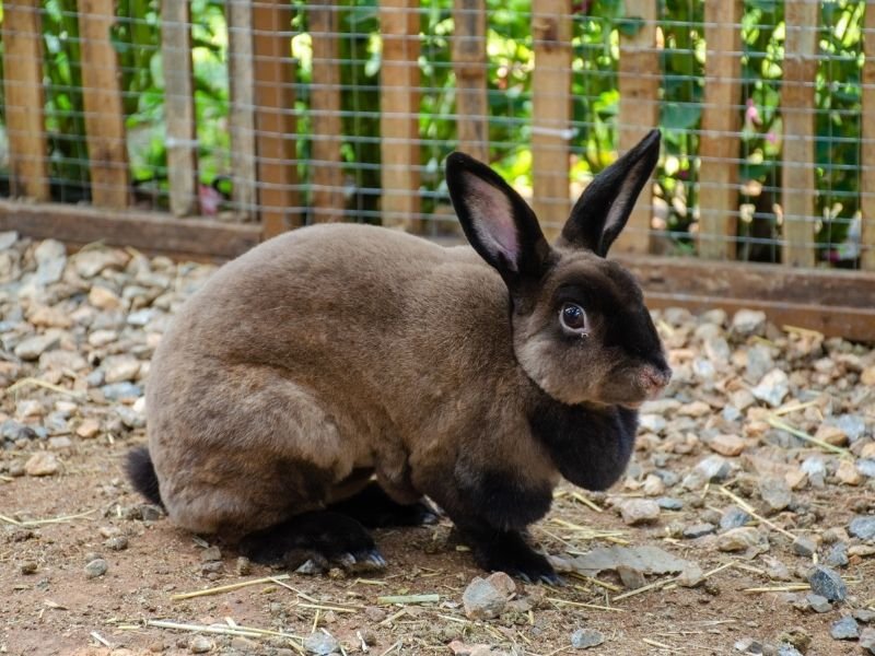Image of a rabbit receiving Professional rabbit medication administration and medical care by experienced specialist Christchurch pet sitter