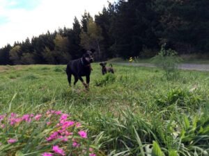 Image of dogs walking in Bottle Lake Forest in Christchurch