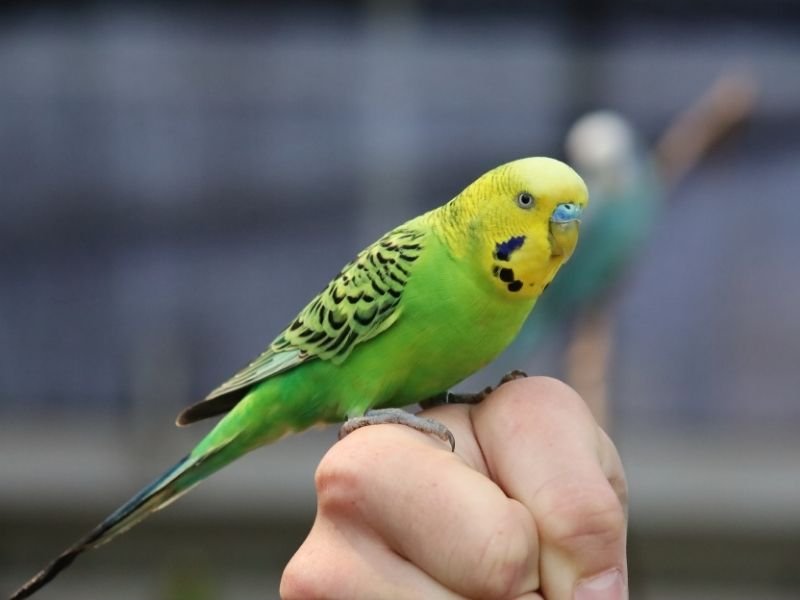 Image of a bird receiving professional budgie care in Christchurch with experienced bird sitter providing daily feeding, social interaction and health monitoring