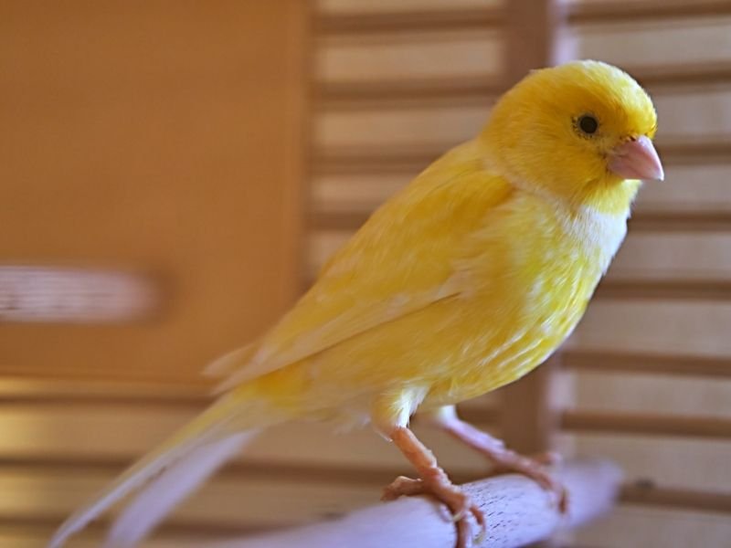 Image of a canary receiving professional bird care in Christchurch with experienced bird sitter maintaining singing bird's health and environment
