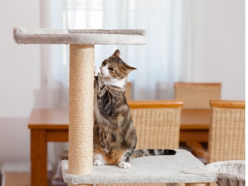 Image of cat scratching a post in the best boarding cattery in Christchurch