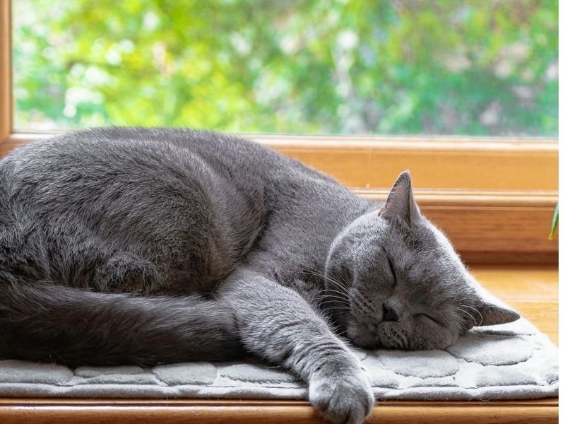 Image of cat sleeping in the best boarding cattery in Christchurch