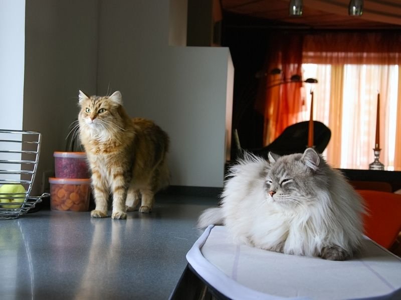 GPS-tracked cat sitting visit with photo updates showing cat safe at home in Christchurch during Christmas