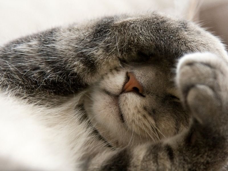 Curious cat peeking behind curtain.