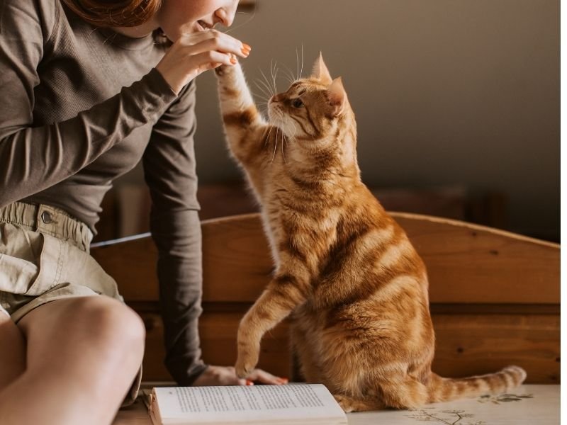 Image of cat with a pet sitter in Christchurch