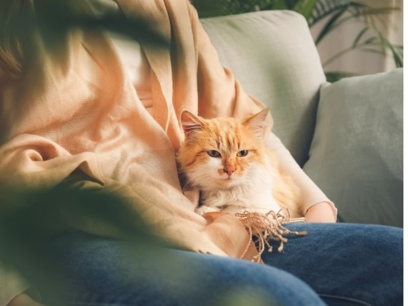 Image of cat being cared for in the best boarding cattery in Christchurch