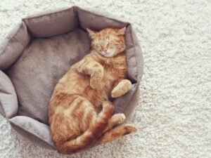 Senior cat receiving gentle in-home care in Christchurch during Christmas avoiding stressful cattery boarding