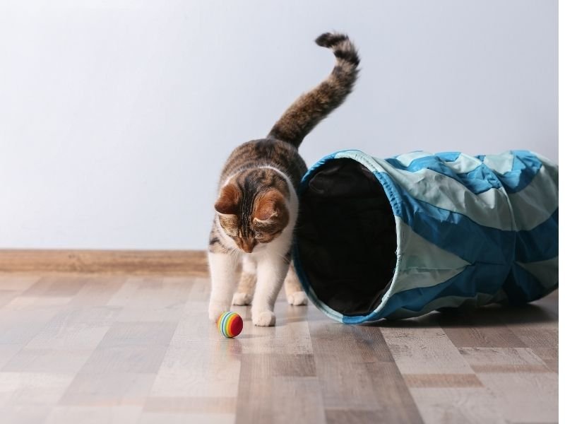 Image of a cat being sent to the best boarding cattery in Christchurch
