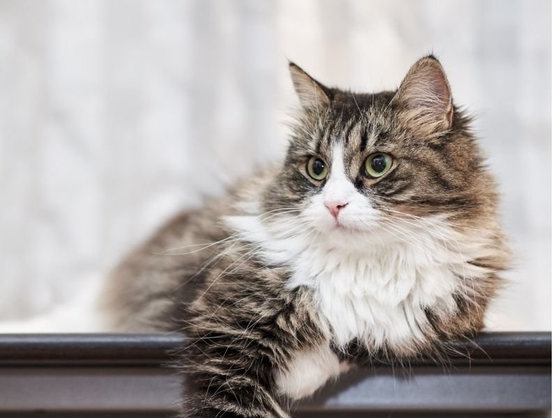 Image of a cat staying at home instead of being sent to the best boarding cattery in Christchurch