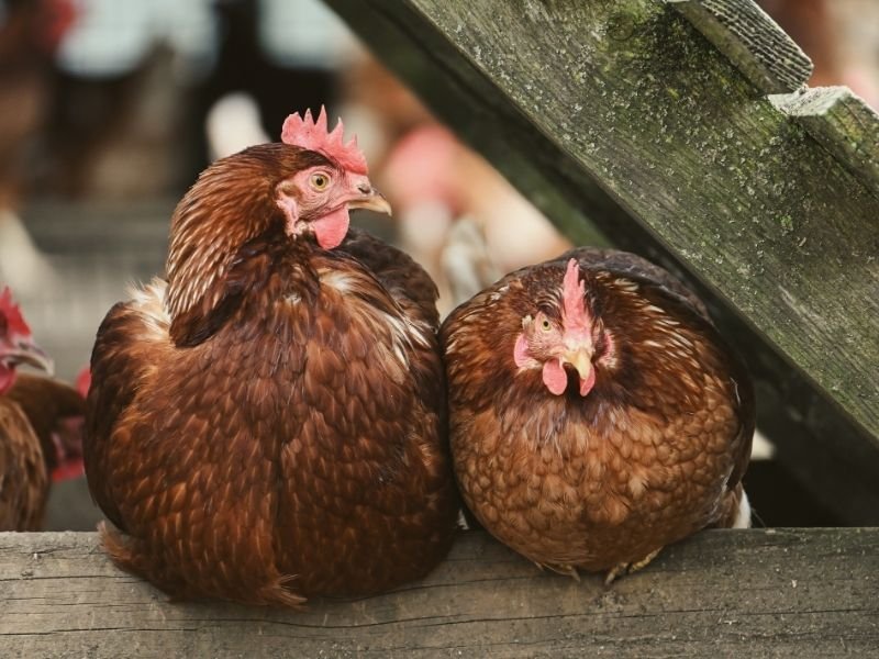 Photo of a Professional chicken health monitoring in Christchurch with experienced sitter checking for illness and injury signs