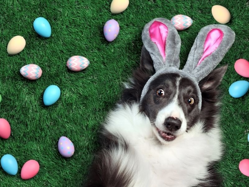 Image of a dog looking at chocolate Easter eggs that are toxic to dogs