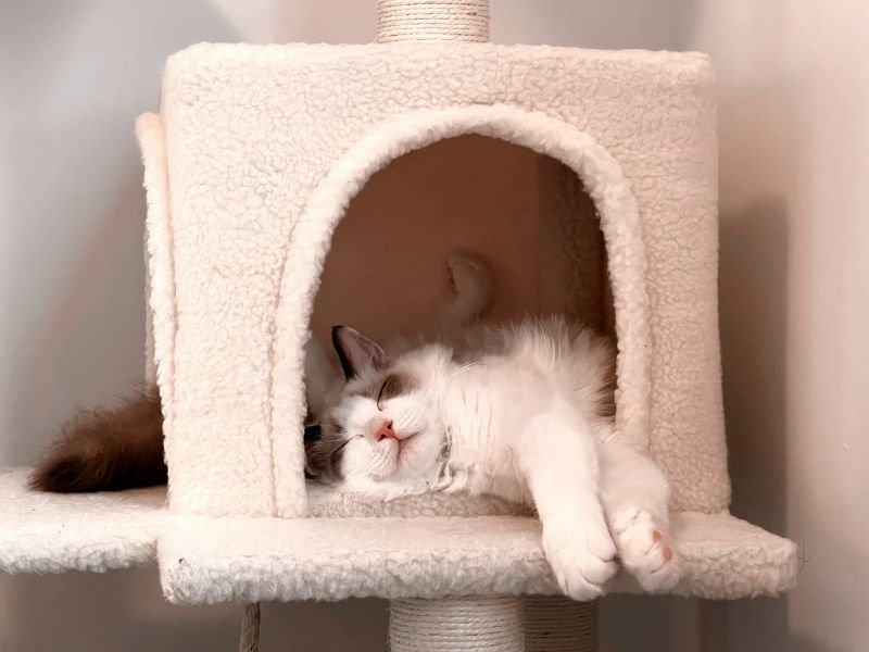 Reliable professional cat sitting service in Christchurch providing Christmas holiday in-home pet care
