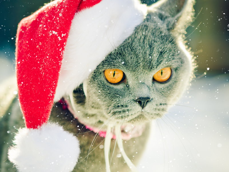 British Shorthair with orange eyes in Santa hat with snow being cared for in home in Cashmere