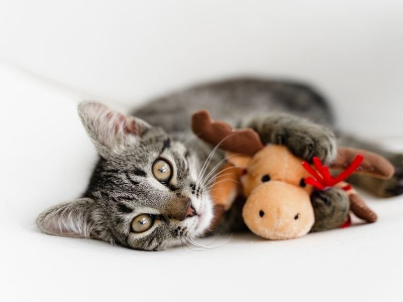 Cat getting in-home Christmas and holiday pet sitting services in Christchurch - professional in-home care for cats and dogs while you travel