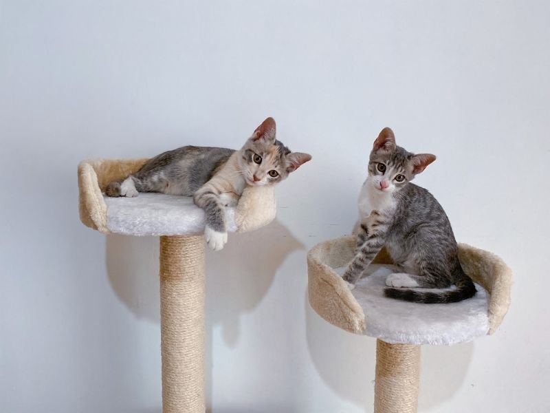Comparison showing cat stress reduction with in-home care versus cattery boarding in Christchurch