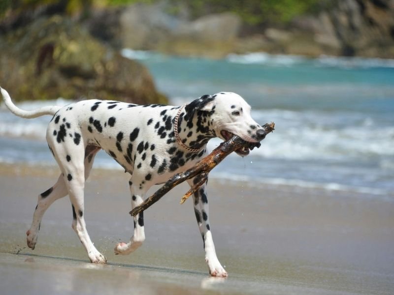 Dog boarding facility in Christchurch offering comfortable Christmas accommodation for pets