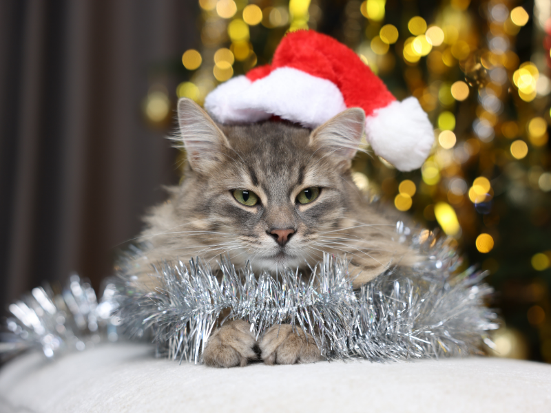 Grey long-haired tabby cat in Santa hat with tinsel and Christmas tree being cared for in Merivale Christchurch