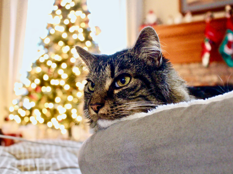 Brown tabby cat in grey bed with Christmas tree background have a professional cat sitting service in Papanui, Christchurch during Christmas holidays with in-home visits