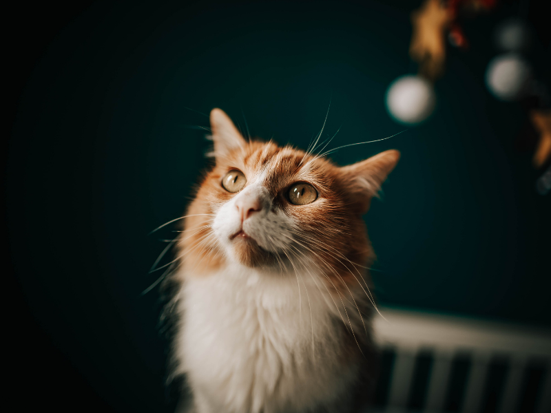 Ginger and white cat looking up with Christmas decorations while getting pet sitting services in St Albans, Christchurch with experienced professional carers