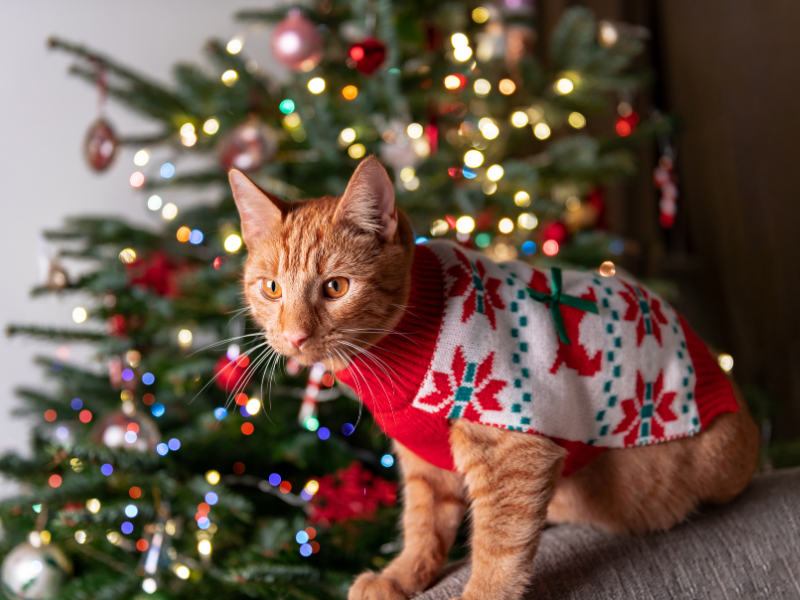 Ginger cat in festive sweater by Christmas tree and pet sitting booking timeline for Christchurch showing October as ideal booking month