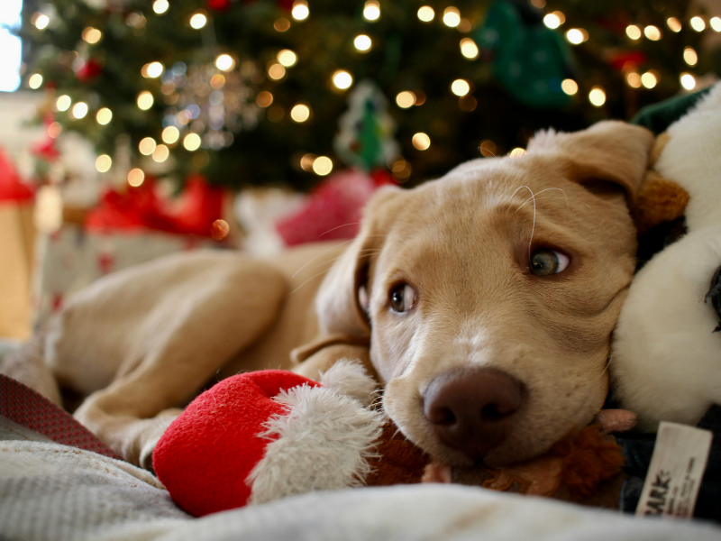 Yellow Labrador with Santa toy and Christmas tree enjoying Christmas puppy and kitten care in Sydenham, Christchurch with frequent check-ins and play sessions