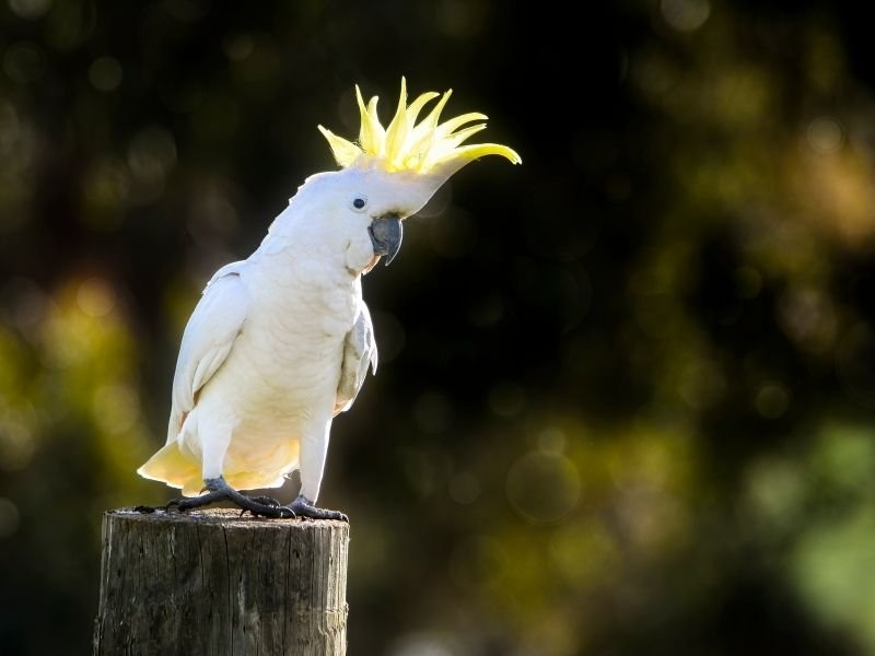 Image of a cockatoo receiving professional cockatoo care in Christchurch with experienced bird sitter understanding high-maintenance parrot needs