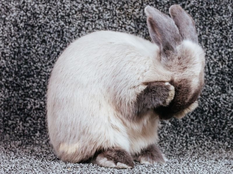 Image of a rabbit receiving Daily rabbit visits with feeding health monitoring and companionship from professional Christchurch bunny sitter
