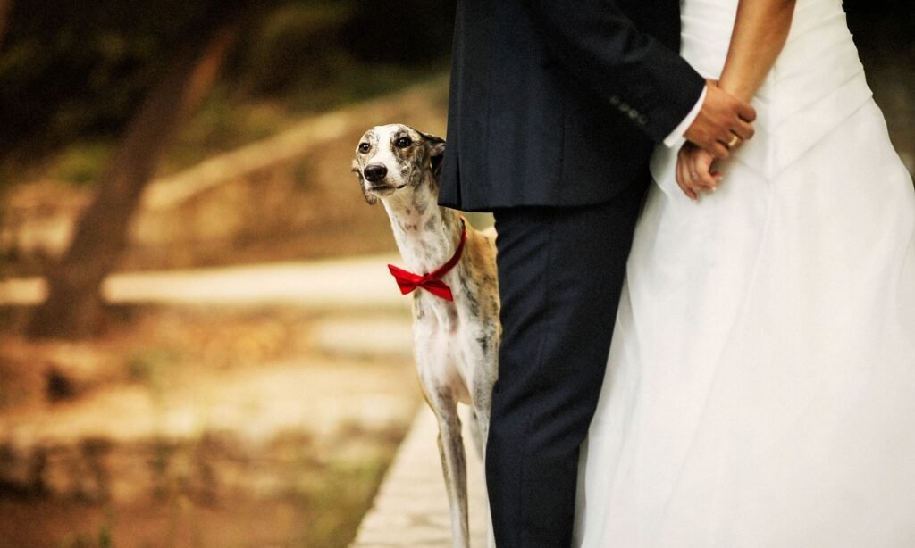 Image of a couple including their whippet at their Christchurch wedding