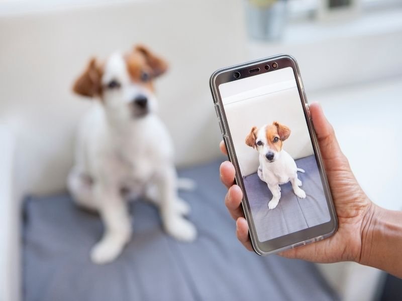 Dog sitter in Ilam Christchurch taking photo update for pet parents during home visit