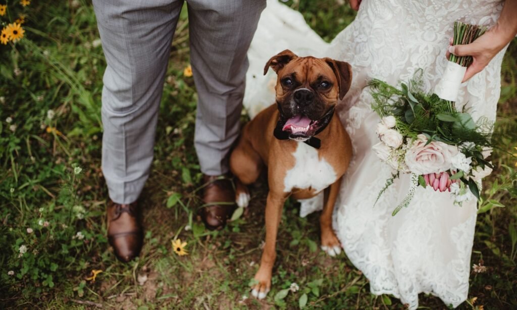 Image at a dog at a wedding in Christchurch attended by a professional dog wedding attendant