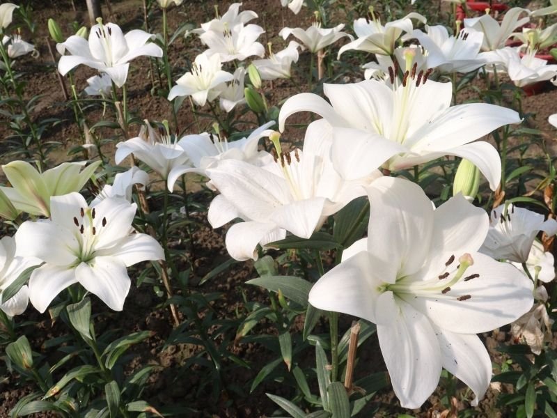 Image of Easter Lillies that are toxic to dogs