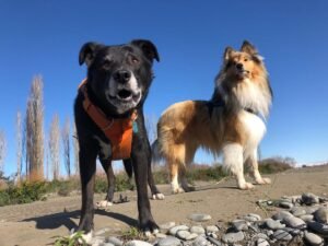 two senior dogs standing on a rocky surface