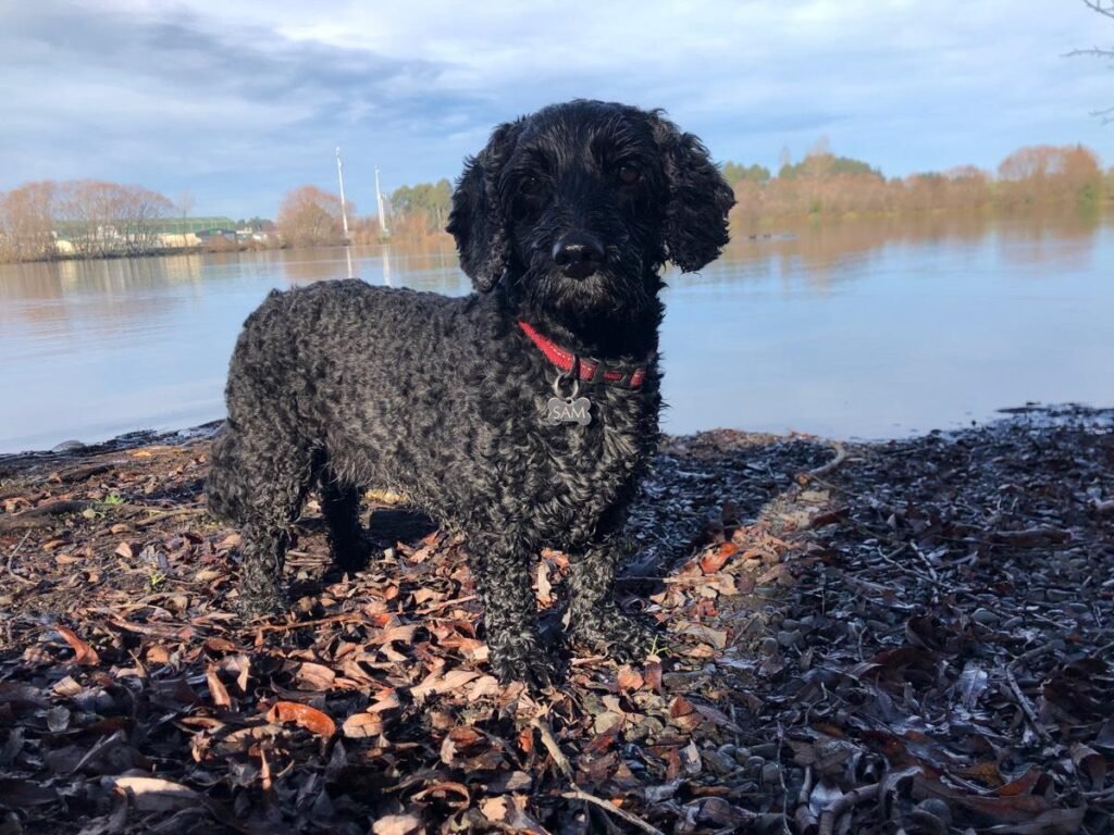 a senior dog standing on leaves near water