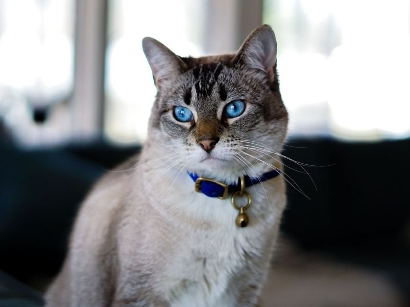Cat sitting in home environment Christchurch keeping feline friends stress-free at Christmas