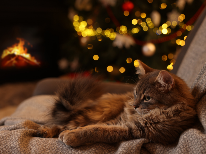 Long-haired ginger/brown cat by fireplace with Christmas tree during emergency holiday pet care still available in Addington, Christchurch for last-minute Christmas bookings