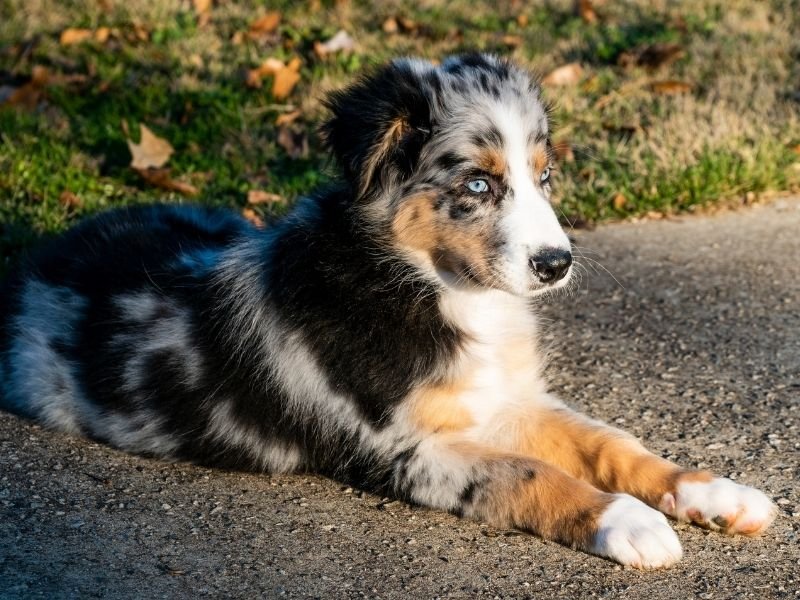 Emergency pet care available on Christmas Day in Christchurch for unexpected situations