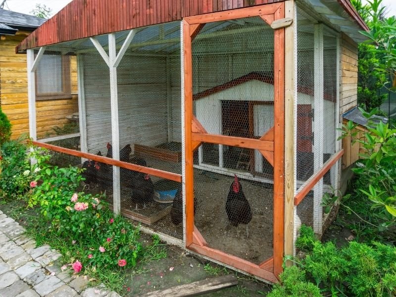 Photo of a Evening chicken lock-up service in Christchurch with professional sitter securing coop against nocturnal predators