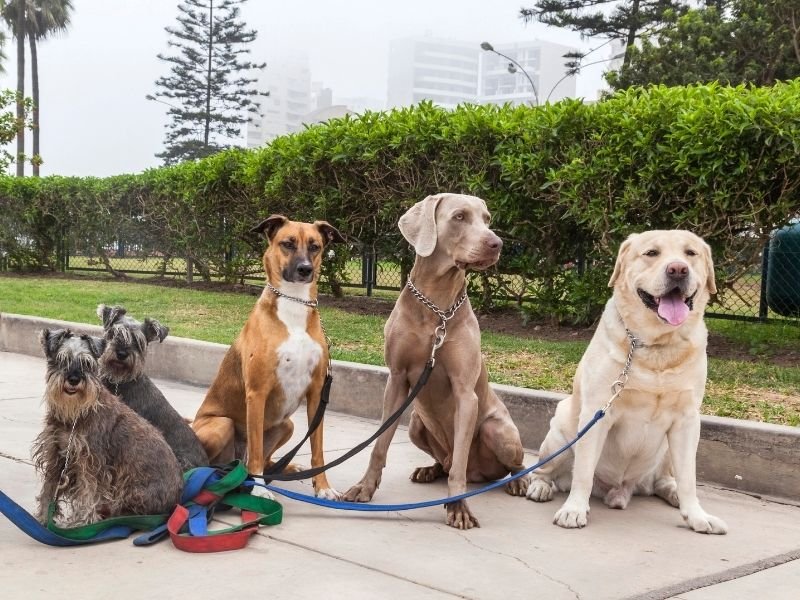 Experienced Christchurch dog walker caring for dogs in Westmorland during home visit